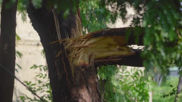 Un árbol desarraigado en una zona residencial después de una tormenta tropical. Concepto de cambio climático — Vídeo de stock