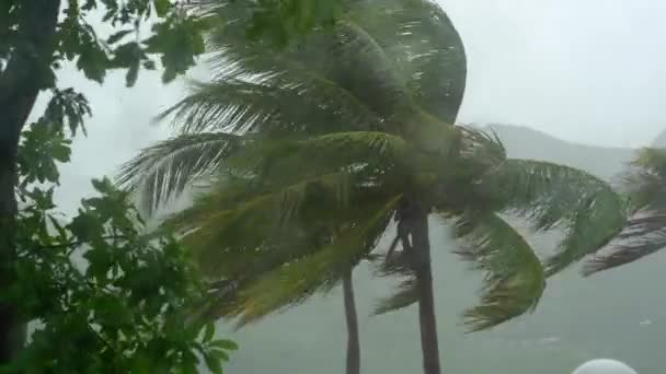 Bomen en palmbomen onder zware regen en zeer sterke wind. Door een regendoordrenkt raam geschoten. Tropisch stormconcept — Stockvideo