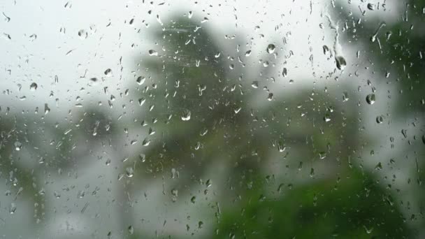 나무와 종려나무가 폭우와 매우 강한 바람을 받았습니다. 비에 흠뻑 젖은 창문으로 총을 쏘아 — 비디오