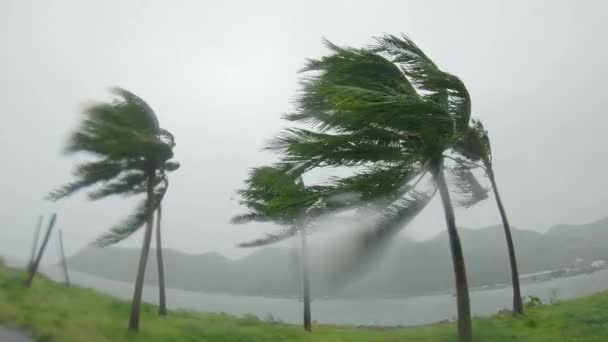 Slowmotion video. Palm trees under heavy rain and very strong wind. Tropical storm concept. Shot on an action camera. — Stock Video