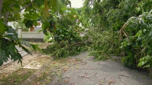 Εναέρια λήψη ομάδας ξεριζωμένων δέντρων σε κατοικημένη περιοχή μετά από τροπική καταιγίδα. Έννοια της κλιματικής αλλαγής — Αρχείο Βίντεο