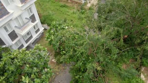 Повітряний постріл групи викопаних дерев у житловому районі після тропічного шторму. Концепція зміни клімату — стокове відео