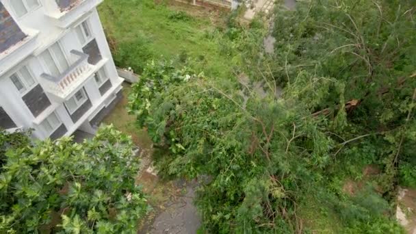 Flygfoto av en grupp rotlösa träd i ett bostadsområde efter en tropisk storm. Klimatförändringskoncept — Stockvideo