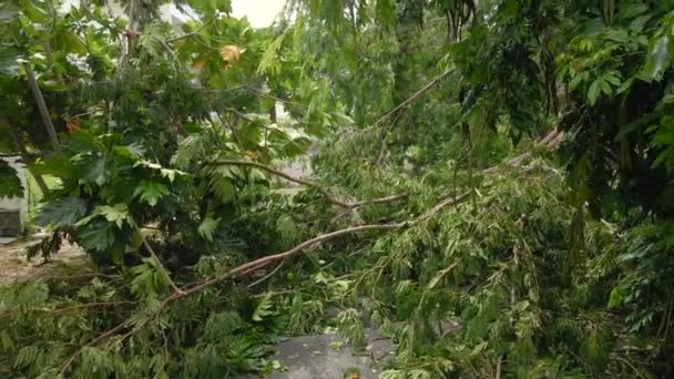 Foto aerea di un gruppo di alberi sradicati in una zona residenziale dopo una tempesta tropicale. Concetto di cambiamento climatico — Video Stock