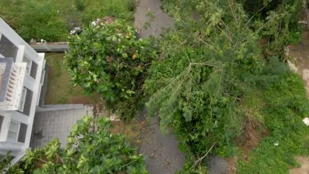 Foto aerea di un gruppo di alberi sradicati in una zona residenziale dopo una tempesta tropicale. Concetto di cambiamento climatico — Video Stock