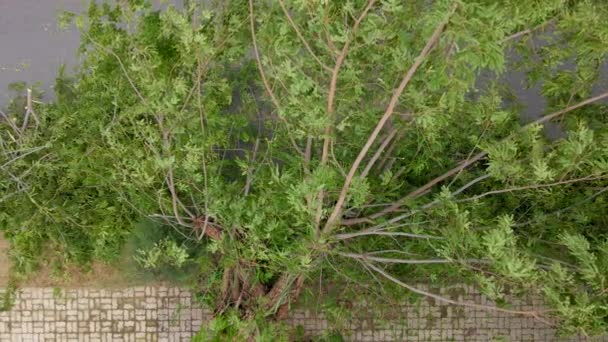 熱帯低気圧の後、住宅地で根こそぎになった木の空中撮影。気候変動の概念 — ストック動画