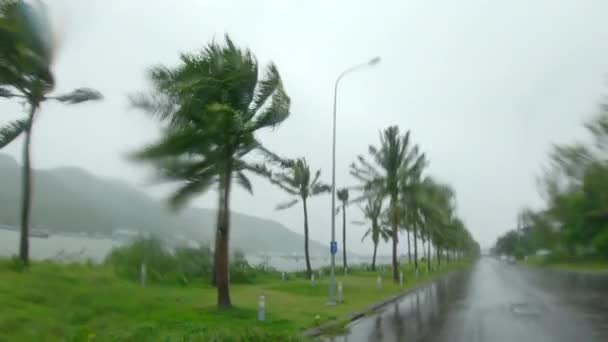 Şiddetli yağmur altında palmiye ağaçları ve güçlü bir rüzgar. Tropik fırtına konsepti. Aksiyon kamerasında çekildi. Doğal sesle. — Stok video