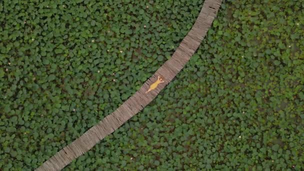 Tiro aéreo de uma mulher em um vestido amarelo que coloca em uma passarela de madeira cercada por um campo de lótus — Vídeo de Stock