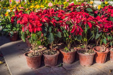 Tet için kırmızı çiçekler. Ay 'ın yeni yılı için metin ile dekorasyon öğesi Vietnamca' da mutlu yıllar ve en iyi dileklerle