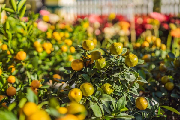 Detailní záběr Živé pomerančové citrusové plody na Kumquat stromu na počest vietnamského nového roku. Lunární novoroční květinový trh. Čínský Nový rok. Tet — Stock fotografie
