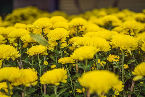 Macetas bonsái floreciente de albaricoque amarillo en primavera Vietnam con árbol moderno está alcanzando su ciertamente flor de color amarillo brillante. Esta es la flor simbólica del Tet en Vietnam — Foto de Stock