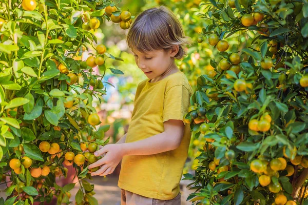 Caucasian tourist boy in Tet holidays. Vietnam Chinese Lunar New Year in springtime — Stock Photo, Image