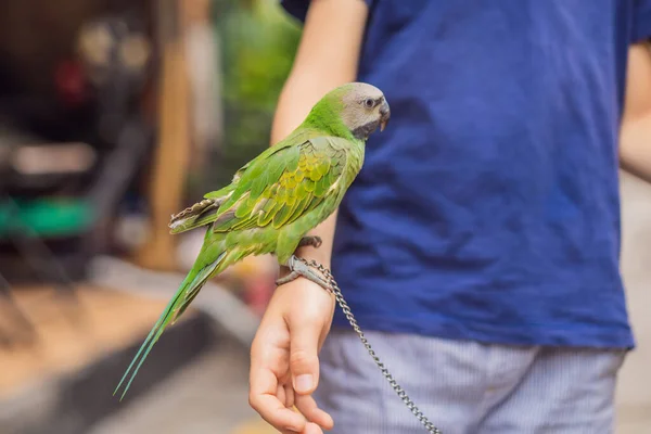 Kid bawi się swoją zieloną papugą — Zdjęcie stockowe