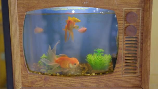 Un acuario hecho en forma de TV con peces dorados nadando en él — Vídeo de stock