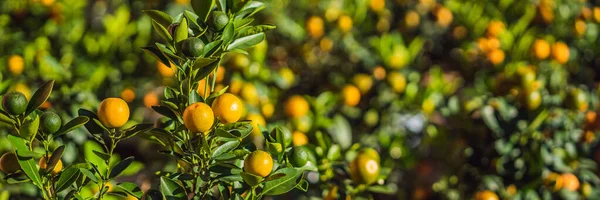 Detailní záběr Živé pomerančové citrusové plody na Kumquat stromu na počest vietnamského nového roku. Lunární novoroční květinový trh. Čínský Nový rok. Tet BANNER, DLOUHÝ FORMÁT — Stock fotografie