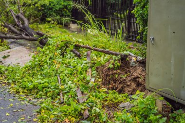 Şiddetli bir fırtınadan sonra ağaçlar hasar gördü ve söküldü. Bir yerleşim köyünde ağaçlar devrildi