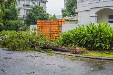 Şiddetli bir fırtınadan sonra ağaçlar hasar gördü ve söküldü. Bir yerleşim köyünde ağaçlar devrildi