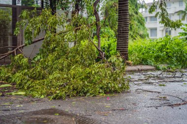 Şiddetli bir fırtınadan sonra ağaçlar hasar gördü ve söküldü. Bir yerleşim köyünde ağaçlar devrildi