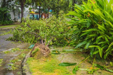Şiddetli bir fırtınadan sonra ağaçlar hasar gördü ve söküldü. Bir yerleşim köyünde ağaçlar devrildi