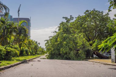 Şiddetli bir fırtınadan sonra ağaçlar hasar gördü ve söküldü. Bir yerleşim köyünde ağaçlar devrildi