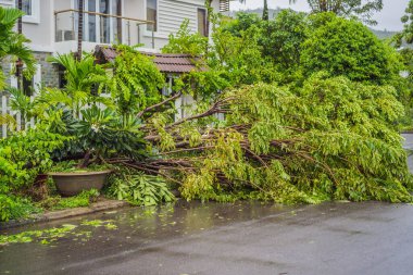 Şiddetli bir fırtınadan sonra ağaçlar hasar gördü ve söküldü. Bir yerleşim köyünde ağaçlar devrildi