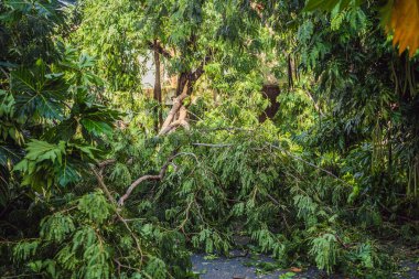 Şiddetli bir fırtınadan sonra ağaçlar hasar gördü ve söküldü. Bir yerleşim köyünde ağaçlar devrildi