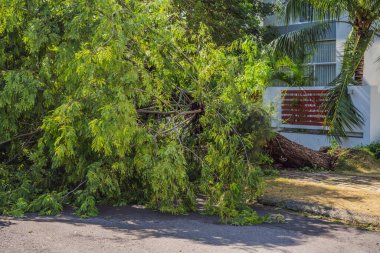Şiddetli bir fırtınadan sonra ağaçlar hasar gördü ve söküldü. Bir yerleşim köyünde ağaçlar devrildi