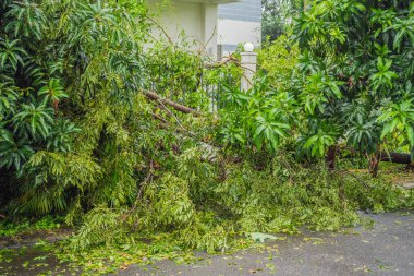 Şiddetli bir fırtınadan sonra ağaçlar hasar gördü ve söküldü. Bir yerleşim köyünde ağaçlar devrildi