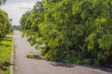 Şiddetli bir fırtınadan sonra ağaçlar hasar gördü ve söküldü. Bir yerleşim köyünde ağaçlar devrildi