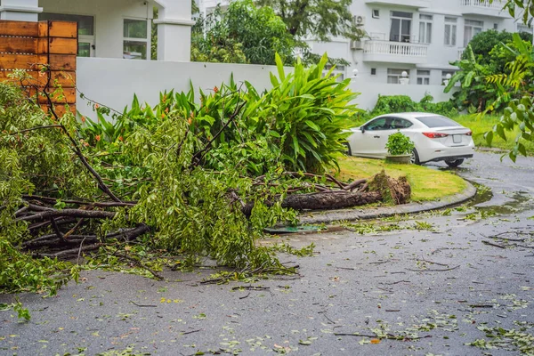 Şiddetli bir fırtınadan sonra ağaçlar hasar gördü ve söküldü. Bir yerleşim köyünde ağaçlar devrildi