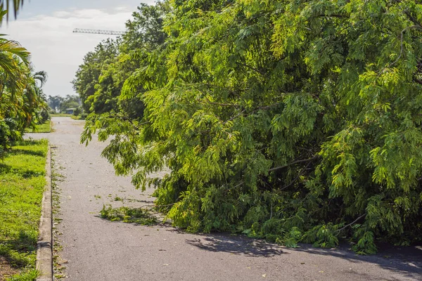 Şiddetli bir fırtınadan sonra ağaçlar hasar gördü ve söküldü. Bir yerleşim köyünde ağaçlar devrildi