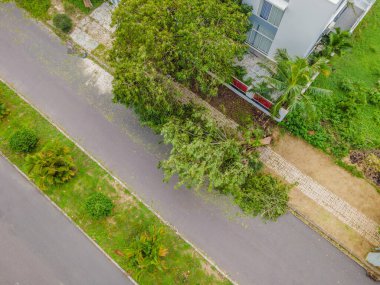 Şiddetli bir fırtınadan sonra ağaçlar hasar gördü ve söküldü. Bir yerleşim köyünde ağaçlar devrildi