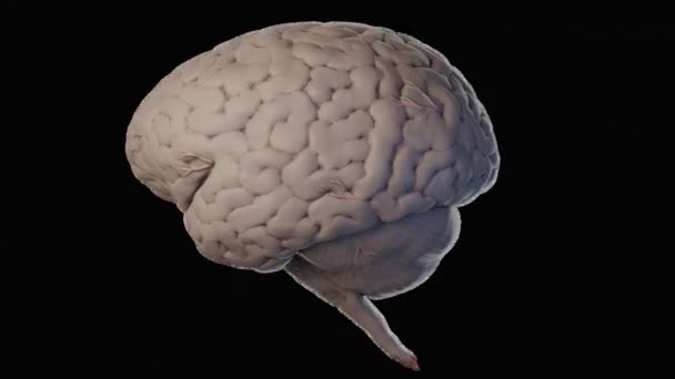 3D рендеринг человеческого мозга. Вращение мозга на прозрачном фоне — стоковое видео