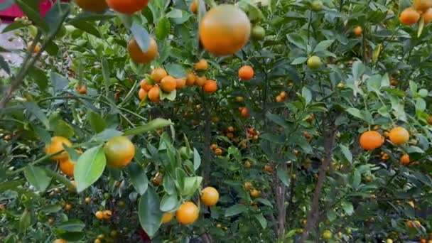 Banyak pohon jeruk dengan buah matang pada mereka. Membeli pohon jeruk adalah tradisi orang Asia ketika mereka merayakan hari libur TET atau tahun baru Imlek di Asia. Konsep TET — Stok Video