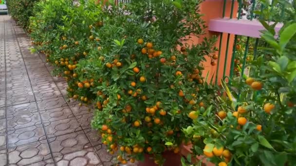 A lot of orange trees with ripe fruits on them. Buying orange trees is a tradition of Asian people when they celebrate the TET holiday or Lunar new year in Asia. TET concept — Stock Video