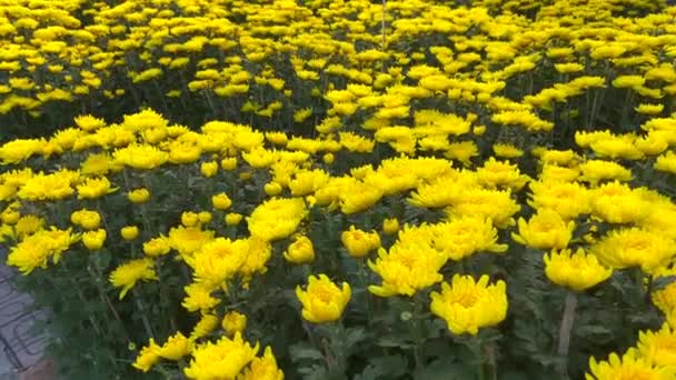 커다란 화분에 노란 꽃들이 많이 피고 있습니다. 노란 꽃을 사는 것은 아시아 사람들 이 TET 연휴나 음력설을 기념하는 전통이다. TET 개념 — 비디오