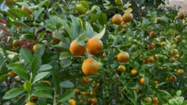 Üzerinde olgun meyveler olan bir sürü portakal ağacı. Portakal ağaçları, Asya 'da TET bayramını veya Ay' ın yeni yılını kutlayan Asyalıların bir geleneğidir. TET kavramı