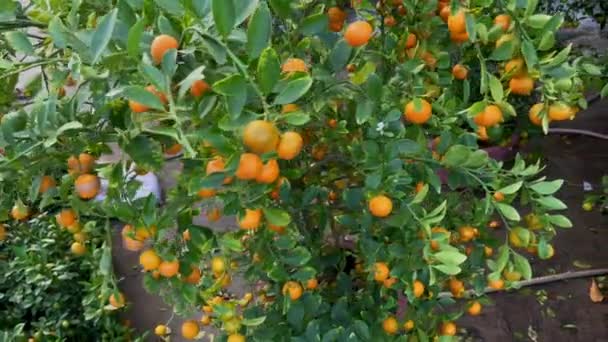 Egy csomó narancsfa érett gyümölcsökkel. A narancsfák vásárlása az ázsiai emberek hagyománya, amikor Ázsiában ünneplik a TET ünnepet vagy a holdújévet. TET-koncepció — Stock videók