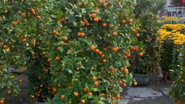 Üzerinde olgun meyveler olan bir sürü portakal ağacı. Portakal ağaçları, Asya 'da TET bayramını veya Ay' ın yeni yılını kutlayan Asyalıların bir geleneğidir. TET kavramı — Stok video