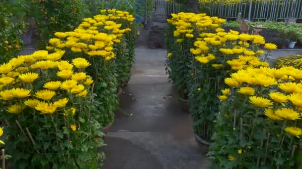 Μεγάλα γλάστρες με πολλά ανθισμένα κίτρινα λουλούδια. Αγοράζοντας κίτρινα λουλούδια είναι μια παράδοση των ασιατικών ανθρώπων όταν γιορτάζουν τις διακοπές TET ή σεληνιακή νέα χρονιά στην Ασία. Έννοια TET — Αρχείο Βίντεο