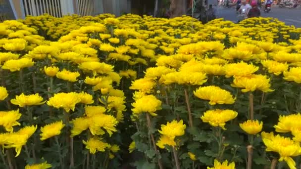 Stora blomkrukor med massor av blommande gula blommor. Att köpa gula blommor är en tradition av asiater när de firar TET semester eller Lunar nytt år i Asien. TET-konceptet — Stockvideo