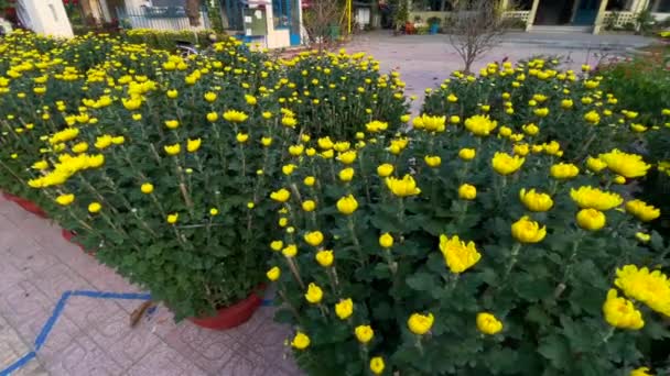 大花盆，开着许多黄色的花。在亚洲，买黄色的花是亚洲人庆祝TET节日或农历新年的传统。TET概念 — 图库视频影像