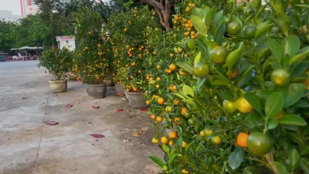 Muitas laranjeiras com frutos maduros. Comprar laranjeiras é uma tradição do povo asiático quando eles celebram as férias TET ou Ano Novo Lunar na Ásia. Conceito de ETT — Vídeo de Stock