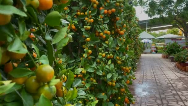 Πολλές πορτοκαλιές με ώριμα φρούτα πάνω τους. Αγοράζοντας πορτοκαλιές είναι μια παράδοση των ασιατικών ανθρώπων όταν γιορτάζουν τις διακοπές TET ή σεληνιακή νέα χρονιά στην Ασία. Έννοια TET — Αρχείο Βίντεο