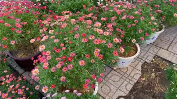 Vasi di fiori con un sacco di fiori in fiore. L'acquisto di fiori è una tradizione dei popoli asiatici quando celebrano la festa TET o Capodanno lunare in Asia. Concetto TET. — Video Stock