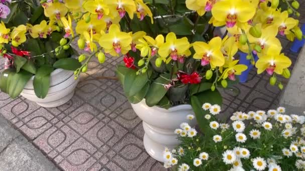 Macetas con muchas orquídeas florecientes. Comprar flores es una tradición de los asiáticos cuando celebran la fiesta TET o el año nuevo lunar en Asia. Concepto TTE. — Vídeo de stock
