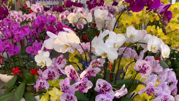 Macetas con muchas orquídeas florecientes. Comprar flores es una tradición de los asiáticos cuando celebran la fiesta TET o el año nuevo lunar en Asia. Concepto TTE. — Vídeos de Stock