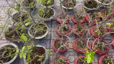 Pazarda satılan saksılardaki bonsai kayısı ağaçları. Çiçek açan ağaçlar, Asya 'da TET bayramını veya Ay' ın yeni yılını kutlayan Asyalıların bir geleneğidir. TET kavramı