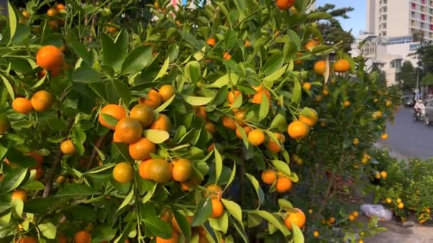Många apelsinträd med mogen frukt på. Att köpa apelsinträd är en tradition hos asiater när de firar TET semester eller Lunar nyår i Asien. TET-konceptet — Stockvideo