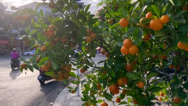 Πολλές πορτοκαλιές με ώριμα φρούτα πάνω τους. Αγοράζοντας πορτοκαλιές είναι μια παράδοση των ασιατικών ανθρώπων όταν γιορτάζουν τις διακοπές TET ή σεληνιακή νέα χρονιά στην Ασία. Έννοια TET — Αρχείο Βίντεο